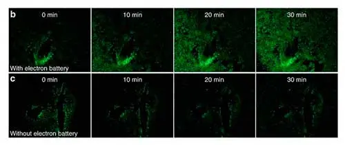 The green fluorescent images of calcium waves produced in HEK293 cells (b) with and (c) without ionic current stimulation at different time intervals.