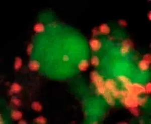 credit: University of California Riverside