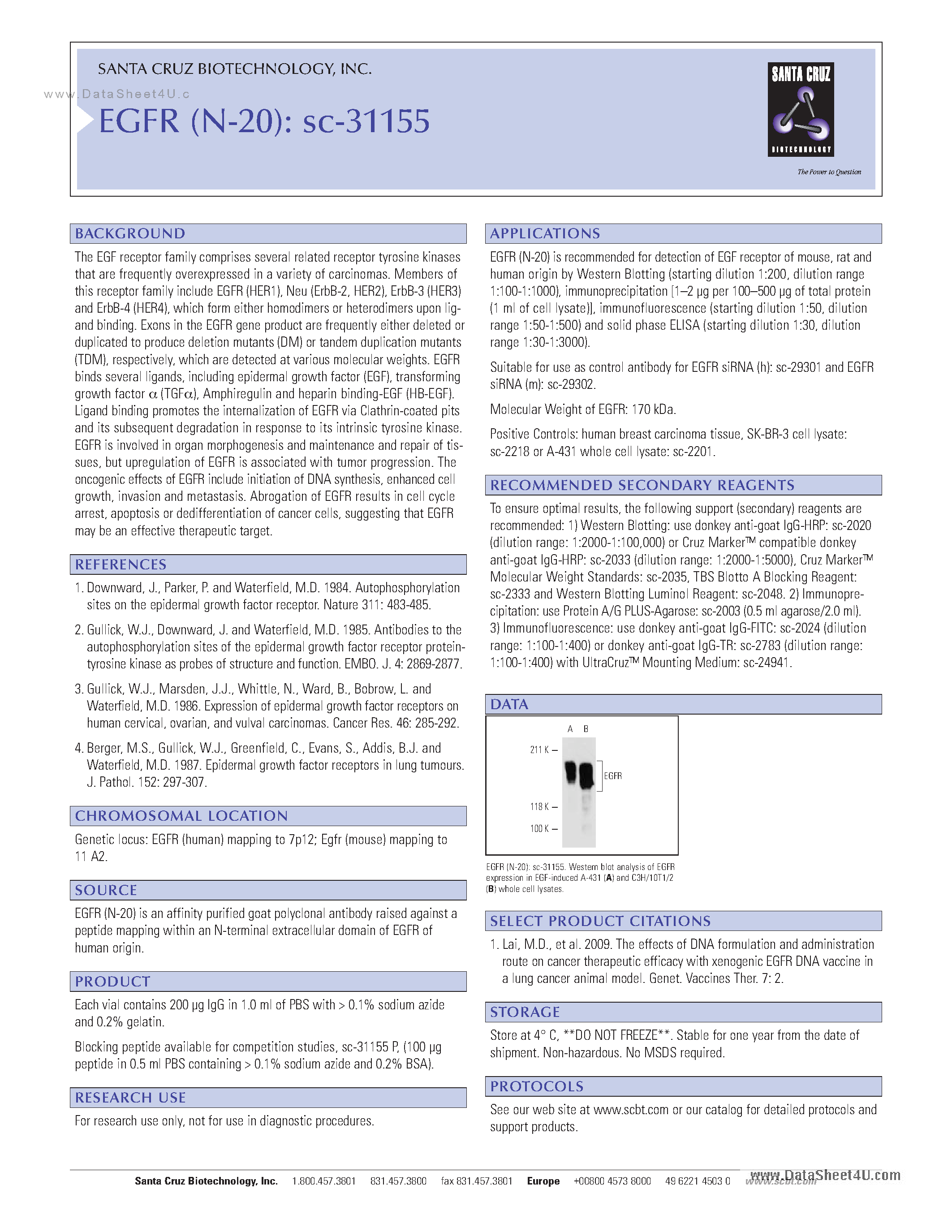 Datasheet SC-31155 page 1 Datasheet SC-31155 - EGFR (N-20) page 1